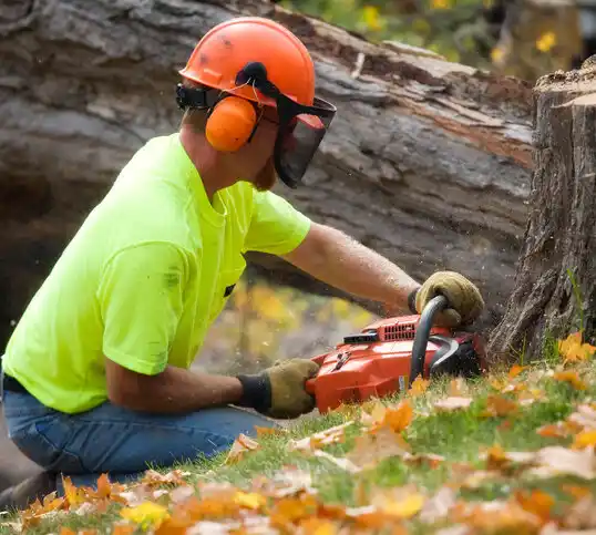 tree services Tawas City